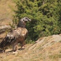 Orłosęp - Gypaetus barbatus - Bearded Vulture