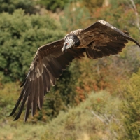 Orłosęp - Gypaetus barbatus - Bearded Vulture