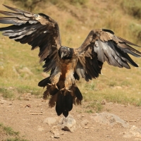 Orłosęp - Gypaetus barbatus - Bearded Vulture