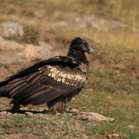 Orłosęp - Gypaetus barbatus - Bearded Vulture