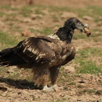 Orłosęp - Gypaetus barbatus - Bearded Vulture