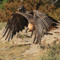 Orłosęp - Gypaetus barbatus - Bearded Vulture
