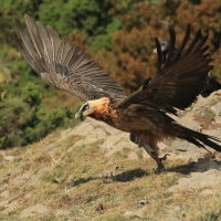 Orłosęp - Gypaetus barbatus - Bearded Vulture