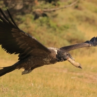 Orłosęp - Gypaetus barbatus - Bearded Vulture