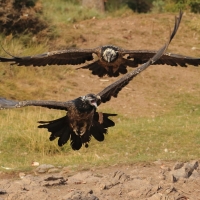 Orłosęp - Gypaetus barbatus - Bearded Vulture