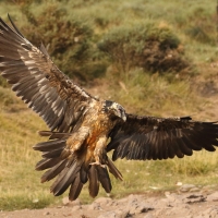 Orłosęp - Gypaetus barbatus - Bearded Vulture