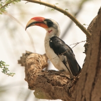 Toko czarnoskrzydły - Tockus deckeni - Von der Decken's Hornbill