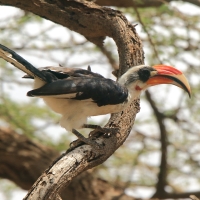 Toko czarnoskrzydły - Tockus deckeni - Von der Decken's Hornbill