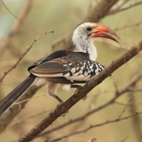 Toko białogrzbiety - Tockus erythrorhynchus - Northern Red-billed Hornbill