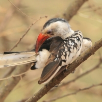 Toko białogrzbiety - Tockus erythrorhynchus - Northern Red-billed Hornbill