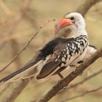 Toko białogrzbiety - Tockus erythrorhynchus - Northern Red-billed Hornbill