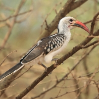 Toko białogrzbiety - Tockus erythrorhynchus - Northern Red-billed Hornbill