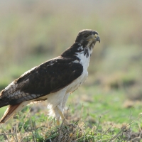 Myszołów białobrzuchy - Buteo augur - Augur Buzzard