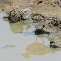 Biegus malutki - Calidris minuta - Little Stint