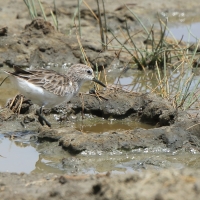 Biegus malutki - Calidris minuta - Little Stint