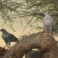 Jastrzębiak ciemny - Melierax metabates - Dark Chanting Goshawk