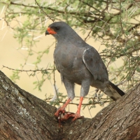 Jastrzębiak ciemny - Melierax metabates - Dark Chanting Goshawk