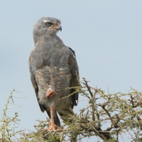 Jastrzębiak mały - Micronisus gabar - Gabar Goshawk