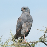 Jastrzębiak mały - Micronisus gabar - Gabar Goshawk