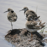 Batalion - Calidris pugnax - Ruff