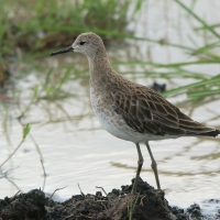 Batalion - Calidris pugnax - Ruff