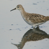 Batalion - Calidris pugnax - Ruff