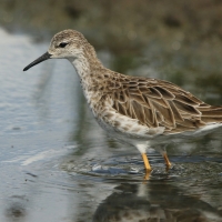 Batalion - Calidris pugnax - Ruff