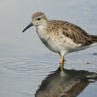 Batalion - Calidris pugnax - Ruff