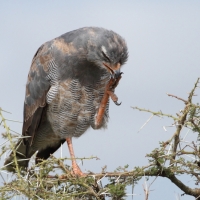 Jastrzębiak mały - Micronisus gabar - Gabar Goshawk