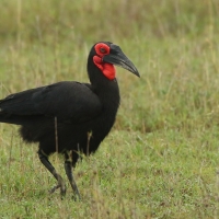 Dzioboróg kafryjski - Bucorvus leadbeateri - Southern Ground Hornbill