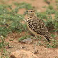 Nocobieg dwuobrożny - Rhinoptilus africanus -  Double-banded Course