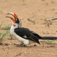 Toko czarnoskrzydły - Tockus deckeni - Von der Decken's Hornbill