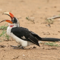 Toko czarnoskrzydły - Tockus deckeni - Von der Decken's Hornbill