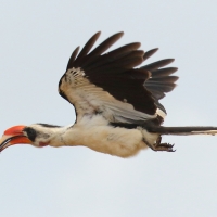 Toko czarnoskrzydły - Tockus deckeni - Von der Decken's Hornbill