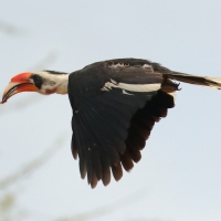 Toko czarnoskrzydły - Tockus deckeni - Von der Decken's Hornbill