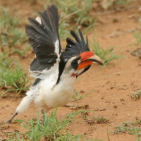Toko czarnoskrzydły - Tockus deckeni - Von der Decken's Hornbill