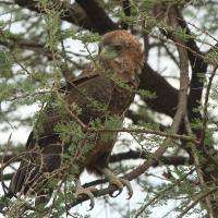 Kuglarz - Terathopius ecaudatus - Bateleur