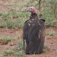 Sęp uszaty - Torgos tracheliotos - Lappet-faced Vulture