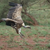 Sęp plamisty - Gyps rueppelli - Rüppell's Vulture