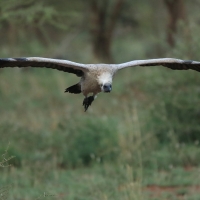 Sęp afrykański - Gyps africanus - White-backed Vulture