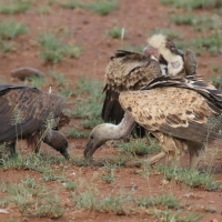 Sęp plamisty - Gyps rueppelli - Rüppell's Vulture