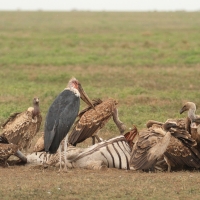Marabut afrykański - Leptoptilos crumenifer - Marabou