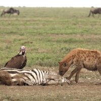 Sęp uszaty - Torgos tracheliotos - Lappet-faced Vulture