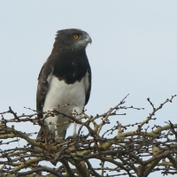 Gadożer białobrzuchy - Circaetus pectoralis - Black-chested Snake Eagle