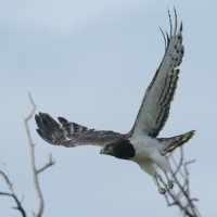 Gadożer białobrzuchy - Circaetus pectoralis - Black-chested Snake Eagle