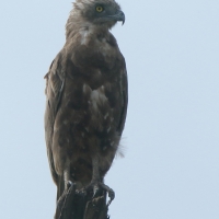 Gadożer brunatny - Circaetus cinereus - Brown Snake Eagle