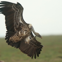 Sęp plamisty - Gyps rueppelli - Rüppell's Vulture