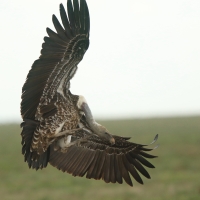 Sęp plamisty - Gyps rueppelli - Rüppell's Vulture