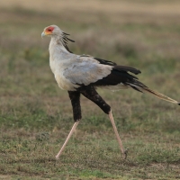 Sekretarz - Sagittarius serpentarius - Secretary-bird