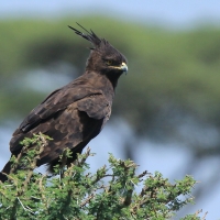 Orlik długoczuby - Lophaetus occipitalis - Long-crested Eagle